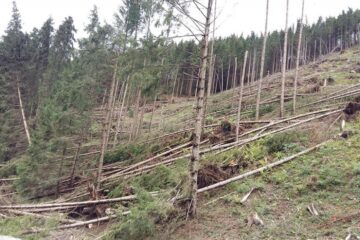 Păduri puse la pământ de fenomenele meteo extreme