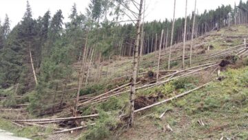 Păduri puse la pământ de fenomenele meteo extreme