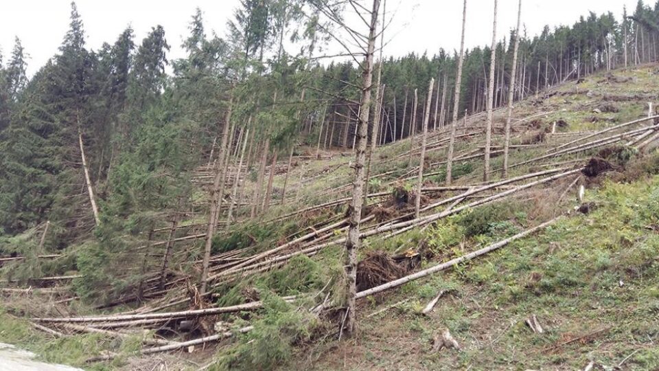 Păduri puse la pământ de fenomenele meteo extreme