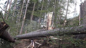 Păduri puse la pământ de fenomenele meteo extreme