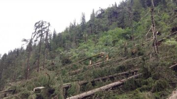 Păduri puse la pământ de fenomenele meteo extreme