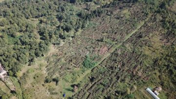 Păduri puse la pământ de fenomenele meteo extreme