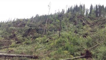 Păduri puse la pământ de fenomenele meteo extreme