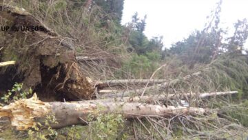 Păduri puse la pământ de fenomenele meteo extreme