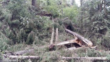 Păduri puse la pământ de fenomenele meteo extreme
