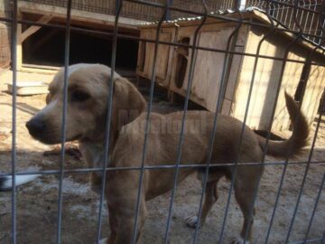 Peste 12 tone de hrană și produse de îngrijire, donate din Germania pentru adăpostul de câini al Sucevei