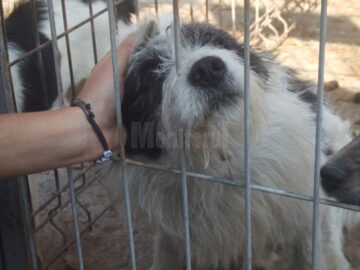 Peste 12 tone de hrană și produse de îngrijire, donate din Germania pentru adăpostul de câini al Sucevei