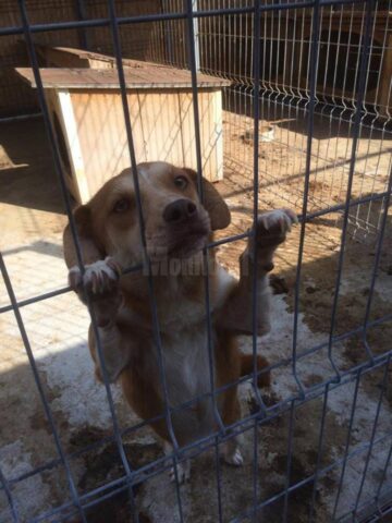 Peste 12 tone de hrană și produse de îngrijire, donate din Germania pentru adăpostul de câini al Sucevei