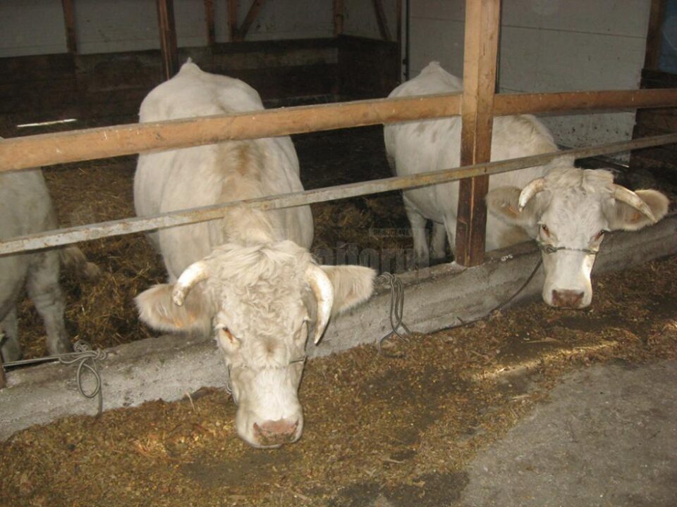 Subvențiile sunt pentru fermierii mici, care au între 3 și 9 vaci