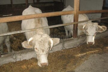 Subvențiile sunt pentru fermierii mici, care au între 3 și 9 vaci