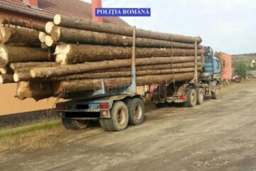Materialul lemnos transportat fără acte în regulă a fost confiscat