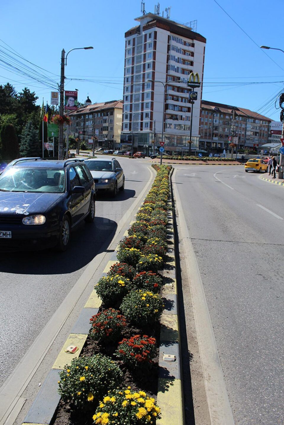 Crizantemele care înfrumusețau zona centrală a Sucevei, săptămâna trecută