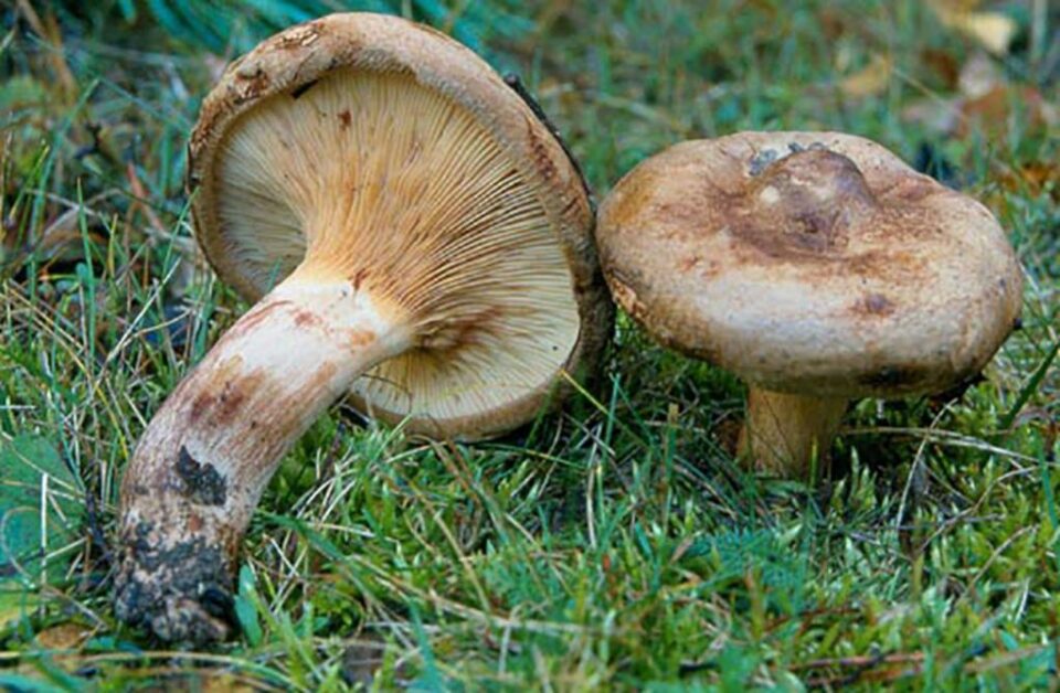 Ciuperci otrăvitoare