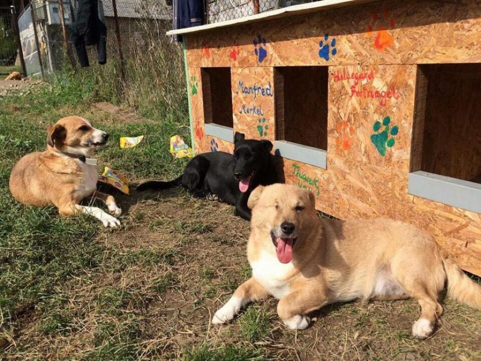 Căței aflați în Adăpostul Casa lui Patrocle
