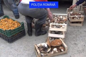 Comercianții de la marginea drumului au rămas fără cantitățile importante de ciuperci pe care încercau să le vândă