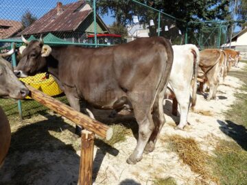 Rasele de bovine Bălțata Româneasca și Bruna, cele mai apreciate de crescători