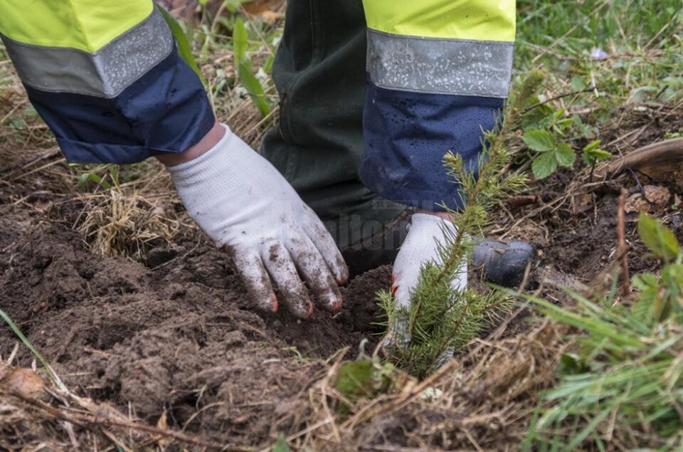 „Pădurea de Mâine” – un milion de puieți urmează să fie plantați pe terenuri forestiere cu dificultăți de regenerare „Pădurea de Mâine” – un milion de puieți urmează să fie plantați pe terenuri forestiere cu dificultăți de regenerare