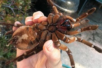 Lecția muzeală „Păianjenii”, la Muzeul de Științele Naturii