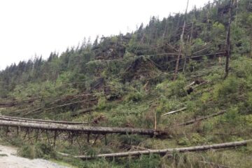 Urmări ale vântului puternic