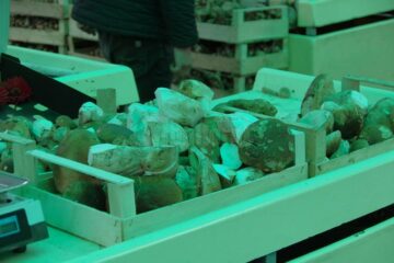 Specialiștii spun că ciupercile de pădure trebuie să fie obligatoriu întregi, pentru a putea fi examinate