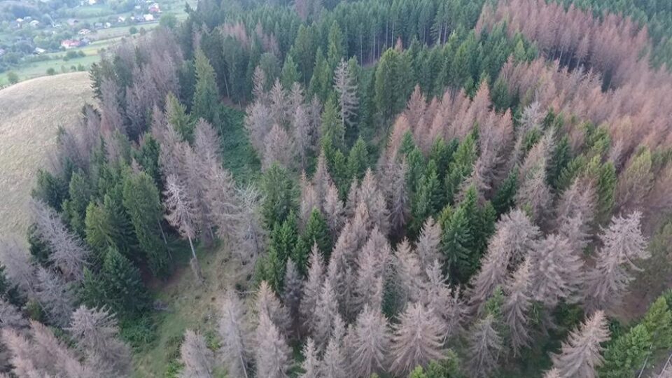 Păduri uscate din picioare, unde infestarea cu gândaci de scoarță s-a extins pentru că nu s-a intervenit la timp