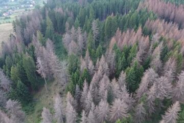 Păduri uscate din picioare, unde infestarea cu gândaci de scoarță s-a extins pentru că nu s-a intervenit la timp