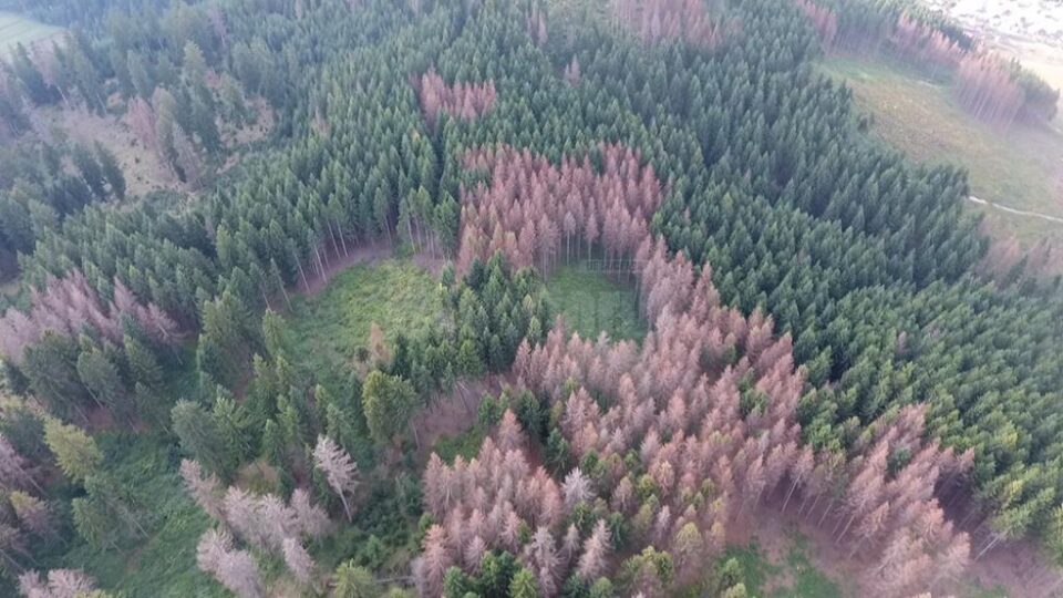 Păduri uscate din picioare, unde infestarea cu gândaci de scoarță s-a extins pentru că nu s-a intervenit la timp