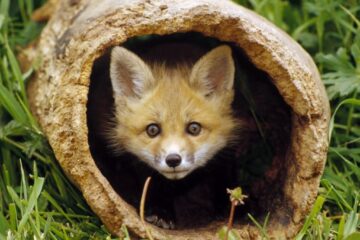 Circa 3.000 de vulpi din județul Suceava sunt vaccinate împotriva turbării