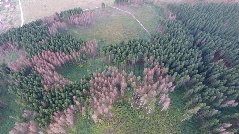 Păduri uscate din picioare, unde infestarea cu gândaci de scoarță s-a extins pentru că nu s-a intervenit la timp