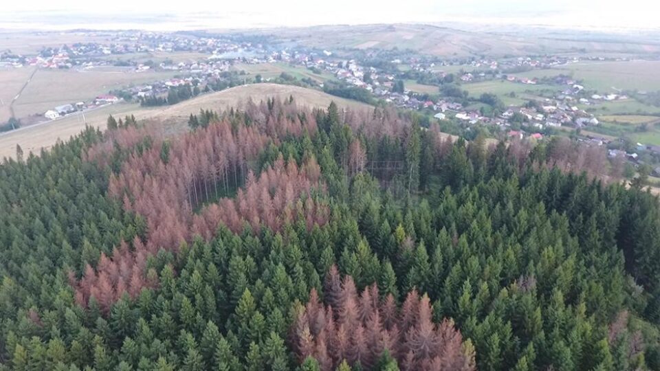 Păduri uscate din picioare, unde infestarea cu gândaci de scoarță s-a extins pentru că nu s-a intervenit la timp