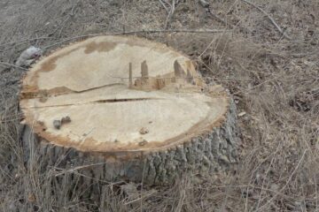 Bărbat amendat după ce a sustras material lemnos din pădure