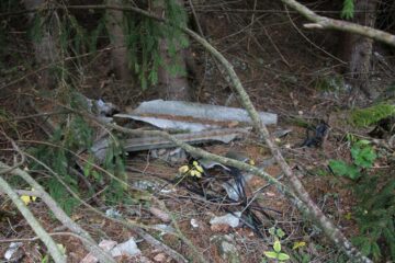 Pădurile din Pojorâta au devenit gropi de gunoi