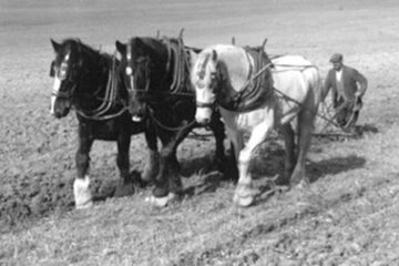 „Arături de toamnă”