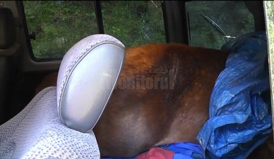 Cerbii împușcați, găsiți în mașina de teren abandonată de braconieri