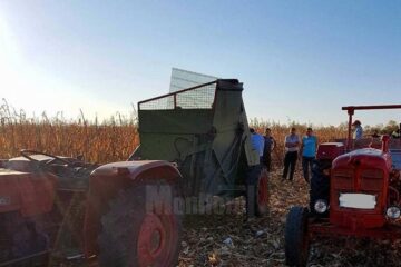 Intervenție pe ogorul de porumb