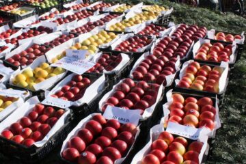 Târgul Mărului din Fălticeni va avea loc la finalul acestei săptămâni
