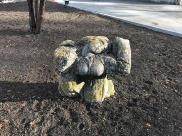 Campania de scoatere a gardului viu din Suceava, reluată în forță