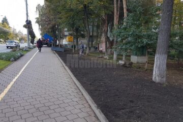 Tufele de gard viu au dispărut din zona Policinicii Areni
