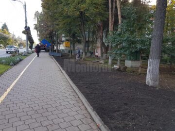 Tufele de gard viu au dispărut din zona Policinicii Areni