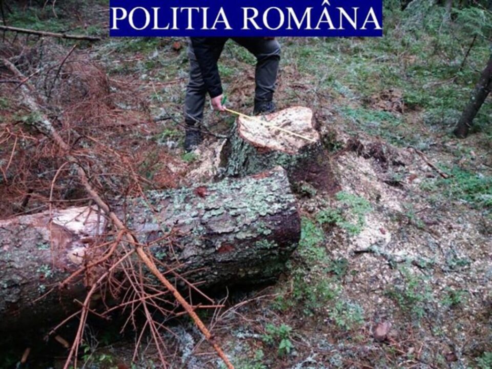Bătrânul a tăiat nouă arbori nemarcați
