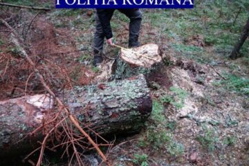 Bătrânul a tăiat nouă arbori nemarcați