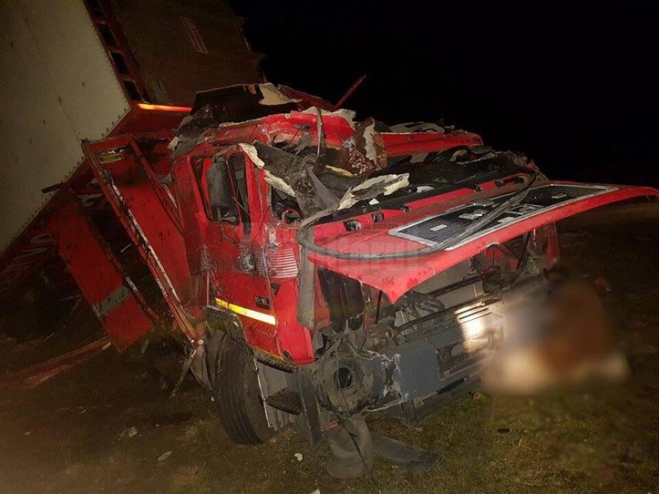 accident animale tihuta1
