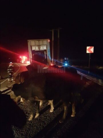 A adormit la volan și s-a răsturnat cu mașina plină de animale