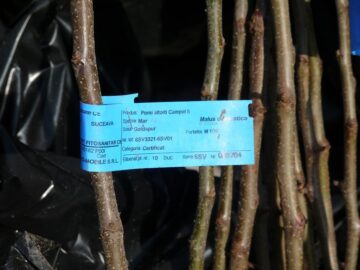 Târgul Mărului a promovat produsele pomicole și agricole din zona Fălticeni
