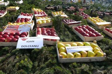 Târgul Mărului a promovat produsele pomicole și agricole din zona Fălticeni