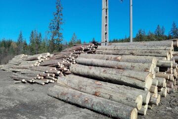 Lemn confiscat de Garda Forestieră Suceava