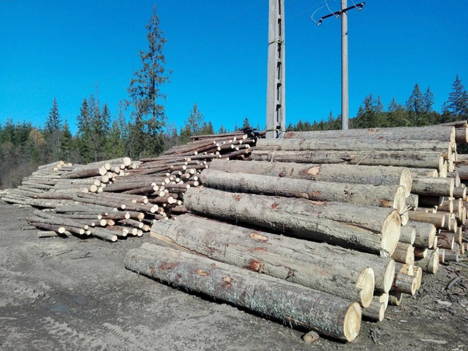 Lemn confiscat de Garda Forestieră Suceava