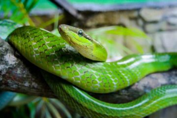 „Lumea reptilelor”, la Muzeul de Științele Naturii Suceava