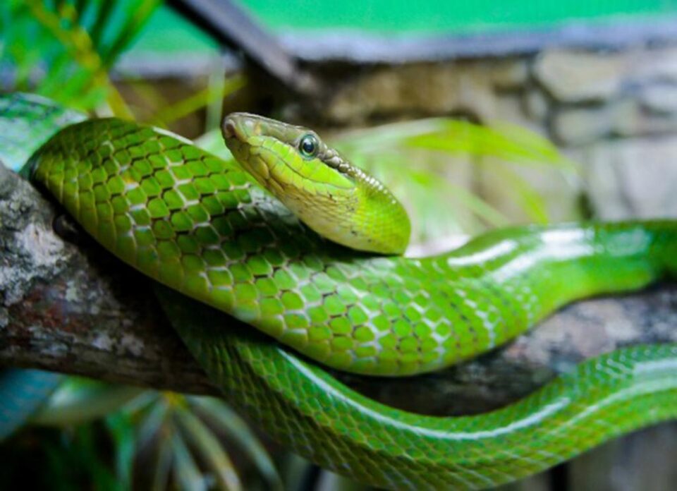 „Lumea reptilelor”, la Muzeul de Științele Naturii Suceava