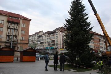 Bradul din centrul Sucevei a fost amplasat ieri, în noua sa locație